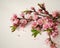 Flowering peach branch on white background.