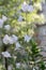 Flowering peach-leaved bellflower in city yard. Campanula persicifolia Alba