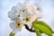 Flowering pear blossoms against the blue sky, closeup