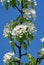 Flowering Pear. Spring