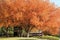 Flowering pear tree