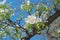 Flowering pear tree in garden