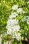 Flowering pear tree. White flowers and green leaves on the branches. Fruit garden in spring