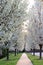 Flowering Pear Trees