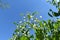Flowering peas, bottom view of the sky