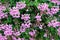 Flowering pelargonia is ivy-like Pelargonium peltatum L. L `Her. ex Ait.. Background