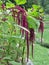 Flowering pendant amaranth  Amaranthus caudatus  plant in the garden