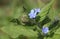 A flowering Pentaglottis sempervirens ,green alkanet, evergreen bugloss, or alkanet plant growing in the wild in the UK.