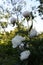 Flowering peony bush in rural garden