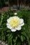 Flowering peony in the garden in spring