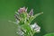 Flowering peppermint in the garden isolated against a green background