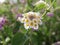 Flowering of the perennial plant Lantana camara yellow-purple flowers on a sunny spring day. Lantana in the wild