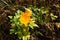 The flowering period of zucchini in the farm