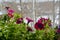 Flowering petunia in the garden on the balcony in early spring. Summer indoor and winter outdoor