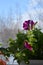 Flowering petunia hybrida in small container garden on the balcony. First flowers among fresh green leaves