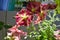 Flowering petunias - bright summer plants. Garden on the balcony in sunlight