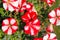 Flowering petunias on a garden