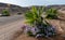 Flowering petunias near palm trees, decoration with plants along the road in Egypt, Marsa Alam