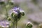 Flowering phacelia in the apiary. This plant is very good melliferous