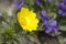 Flowering Pheasant`s eye Adonis vernalis in meadow in early spring. Homeopathic and remedy plant