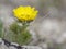 Flowering Pheasant`s eye plant Adonis vernalis in early spring. Mountain flowers