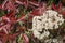 Flowering Photinia or robin plant, growing outdoors. Red leaves and white flowers of a Photinia in spring. selective approach,