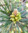 Flowering pine closeup