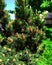 Flowering pine closeup