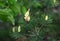 Flowering pine cones in the forest on a warm spring day