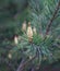 Flowering pine cones in the forest on a warm spring day