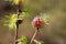 flowering pine cones, pink and green needles.