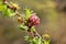 Flowering pine cones, pink and green needles.