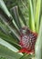 A flowering pineapple fruit on the plant.