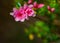 Flowering Pink Azaleas in a Mountain Park - 3