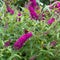 Flowering pink butterflybush - Buddleja davidii - with red admiral butterfly - Vanessa atalanta - sitting on blooms.