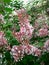 Flowering pink China Lilac bush Syringa microphylla Superba