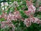 Flowering pink China Lilac bush Syringa microphylla Superba