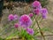 Flowering pink chives