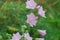 Flowering Pink Cranesbill Geranium Plant