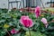 Flowering pink cyclamen in winter greenhouse. Close up