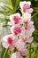 Flowering pink Cymbidium orchid