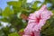 Flowering pink hibiscus