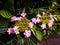 Flowering pink hortensias