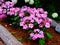 Flowering pink hortensias