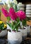 Flowering pink Hyacinthus orientalis in pots at the garden shop in spring time.