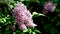 Flowering pink lilac in a nature