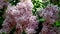 Flowering pink lilac in a nature