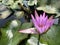 Flowering pink lotus closeup