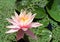 Flowering pink lotus closeup Lat. - nymphaea caerulea