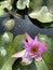 Flowering pink lotus in the pond